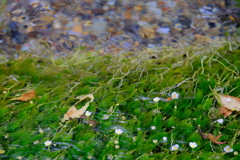 醒井　地蔵川の梅花藻