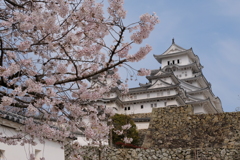 姫路城の桜