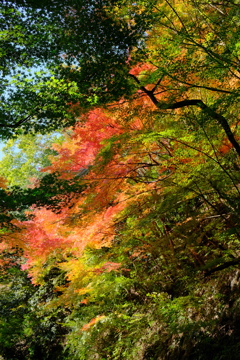 摂津峡の紅葉