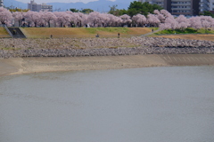 満開のコシノヒガン