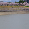 満開のコシノヒガン