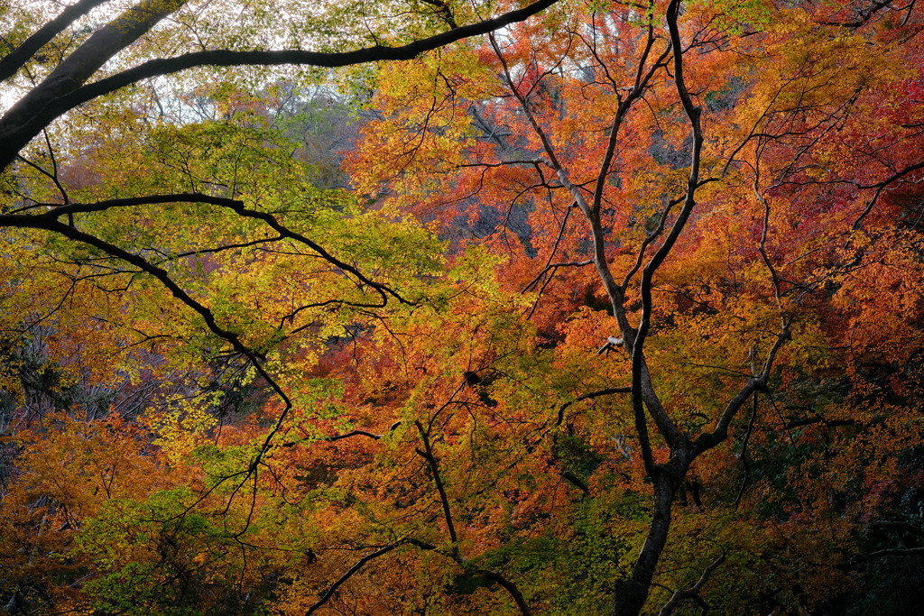 箕面公園の紅葉