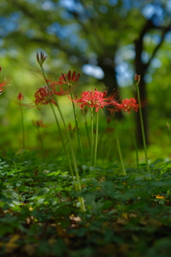 彼岸花