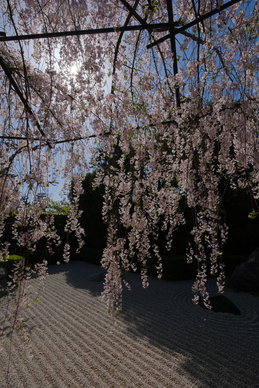 退蔵院の枝垂れ桜