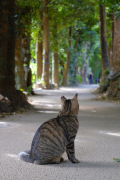 備瀬のフクギ並木