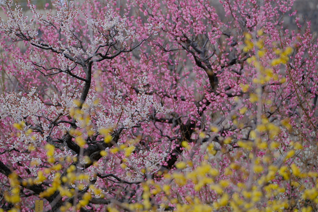 梅花爛漫