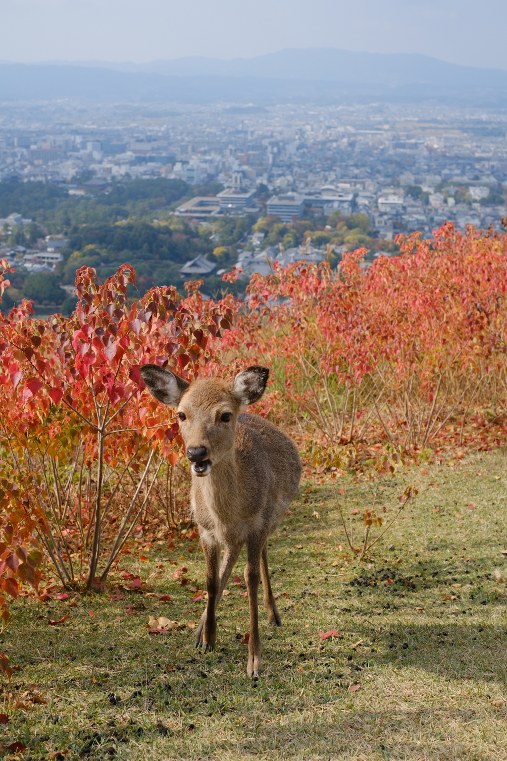 若草山の秋鹿