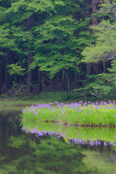 平池のカキツバタ