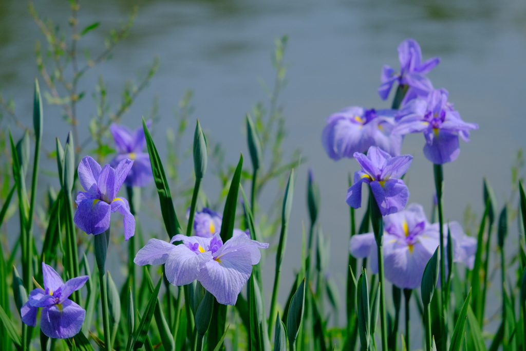 城北公園菖蒲園