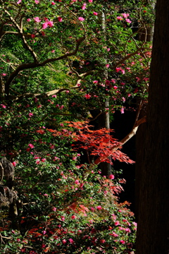 箕面公園の紅葉