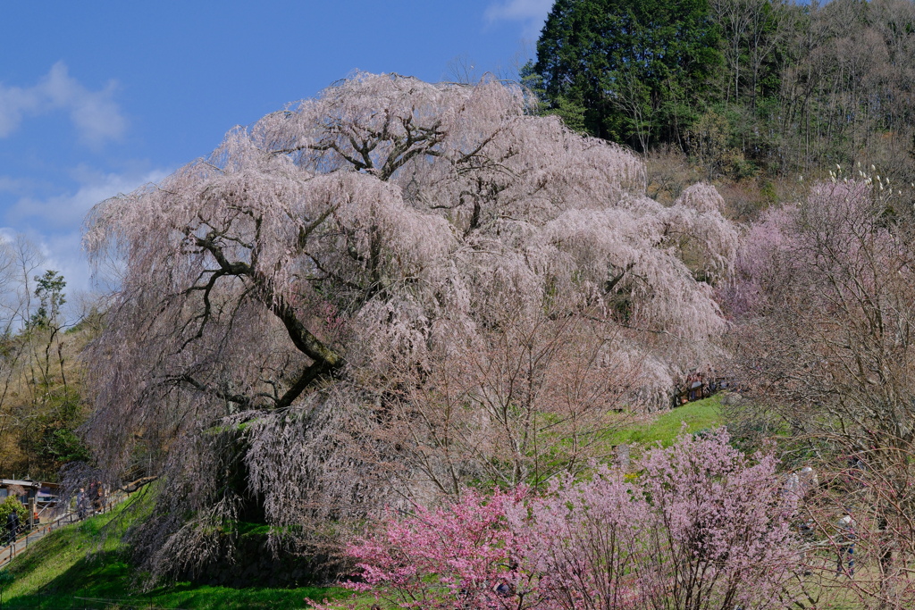 又兵衛桜