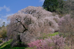 又兵衛桜
