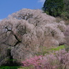 又兵衛桜