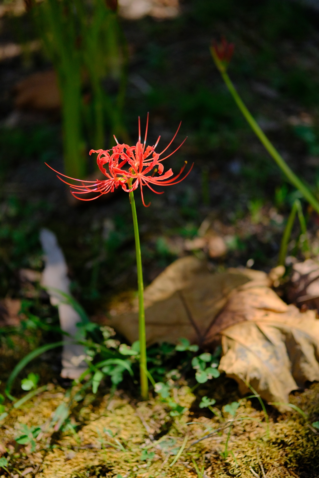 万博記念公園の彼岸花