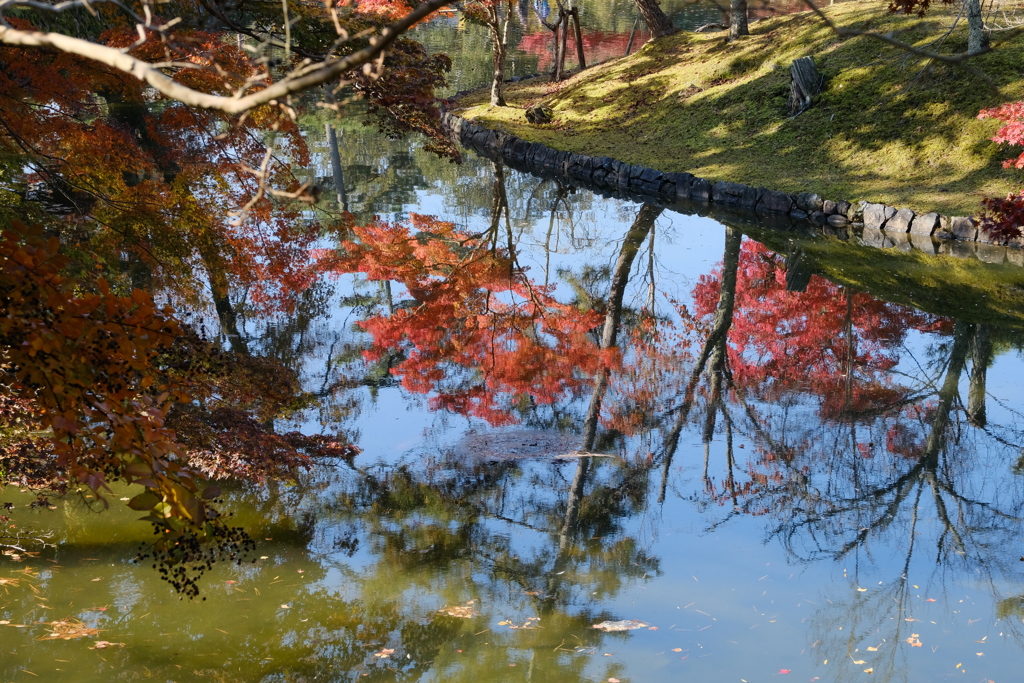 奈良公園の紅葉