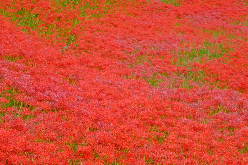 矢勝川堤の彼岸花