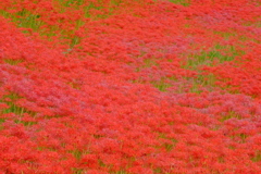 矢勝川堤の彼岸花