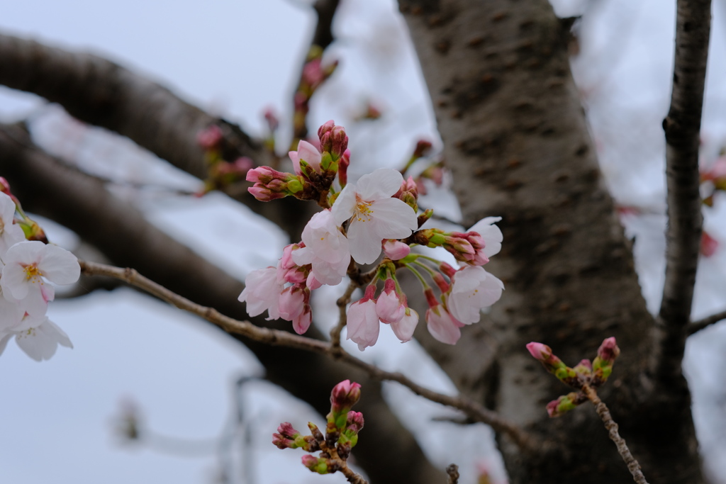今年まだです