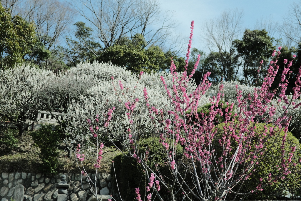 中山寺の梅園