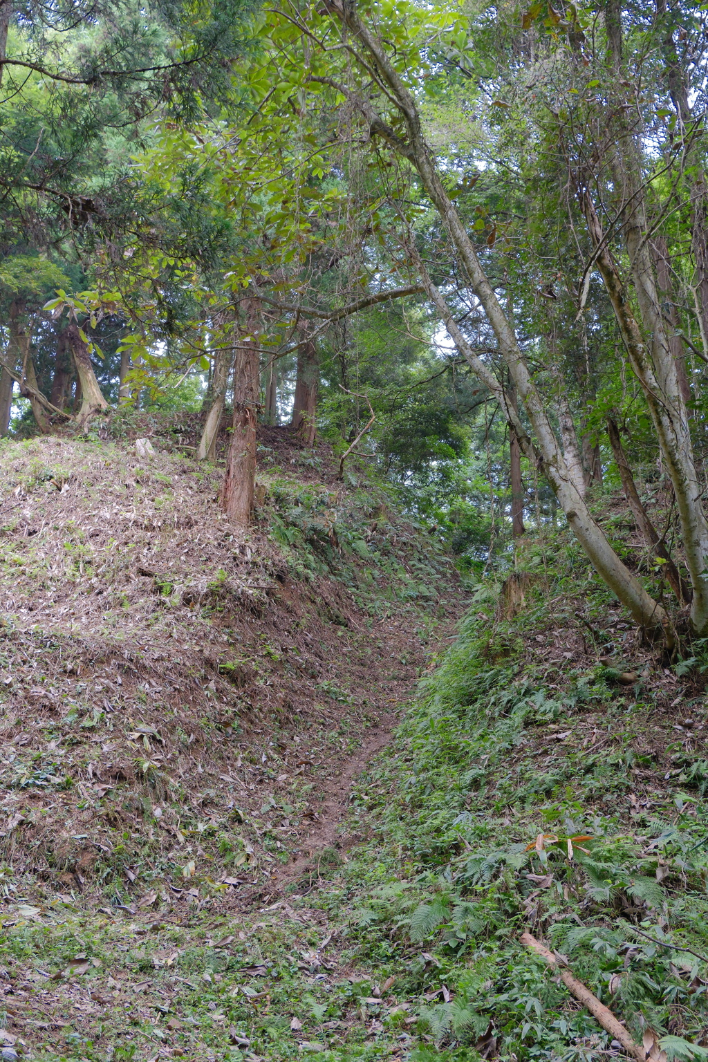 増山城F郭から見た堀切