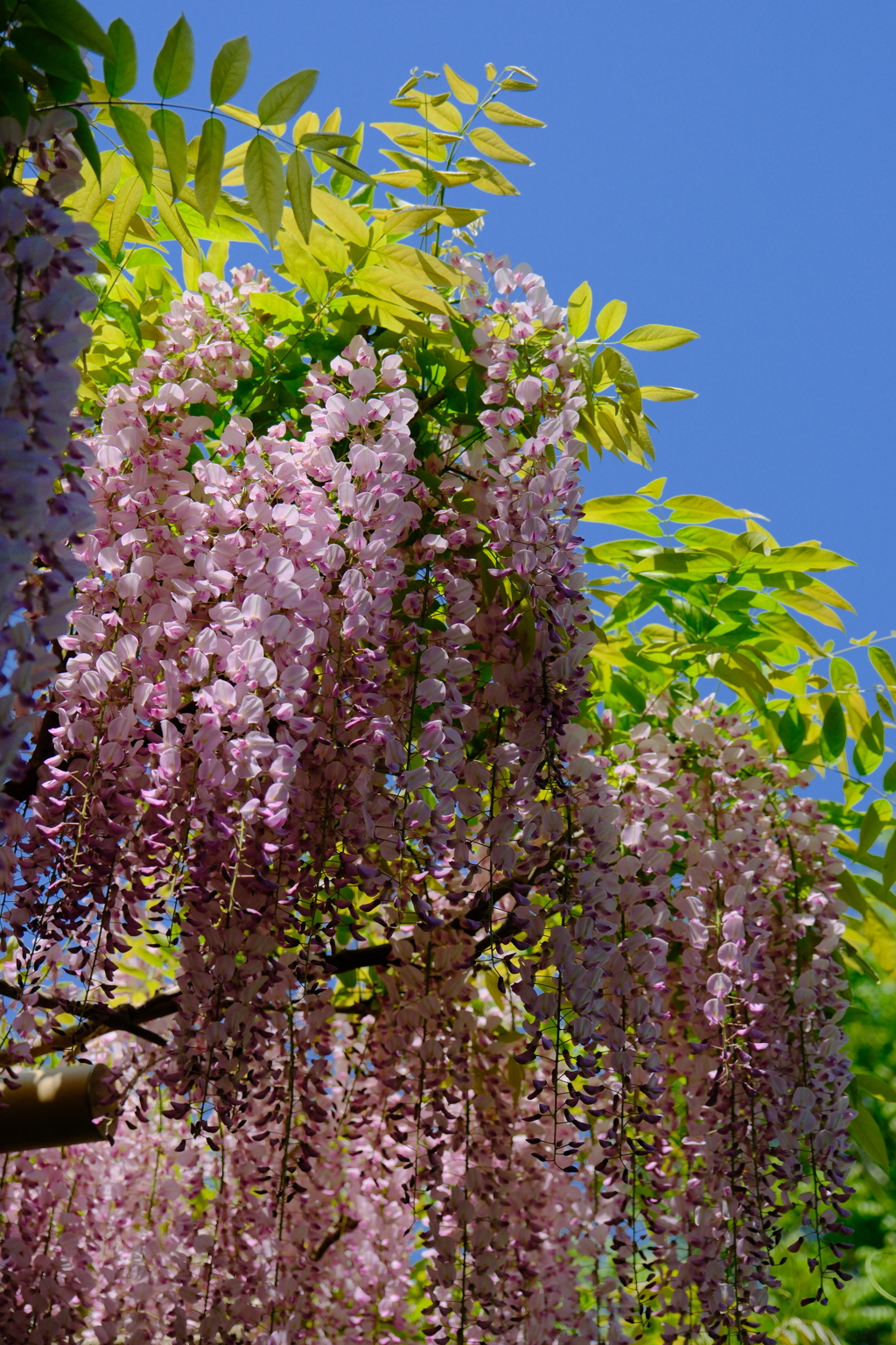 萬葉植物園の藤