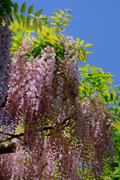 萬葉植物園の藤