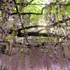 白毫寺の九尺藤