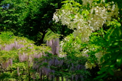 萬葉植物園の藤