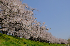 背割堤の桜