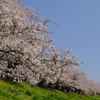 背割堤の桜