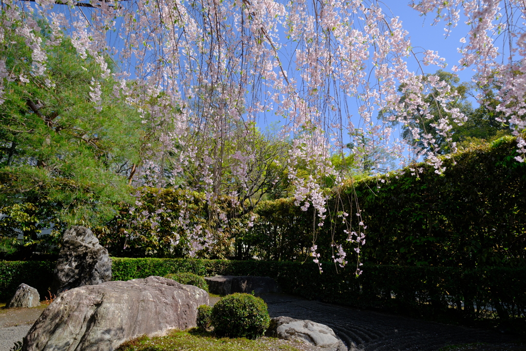 退蔵院の枝垂れ桜