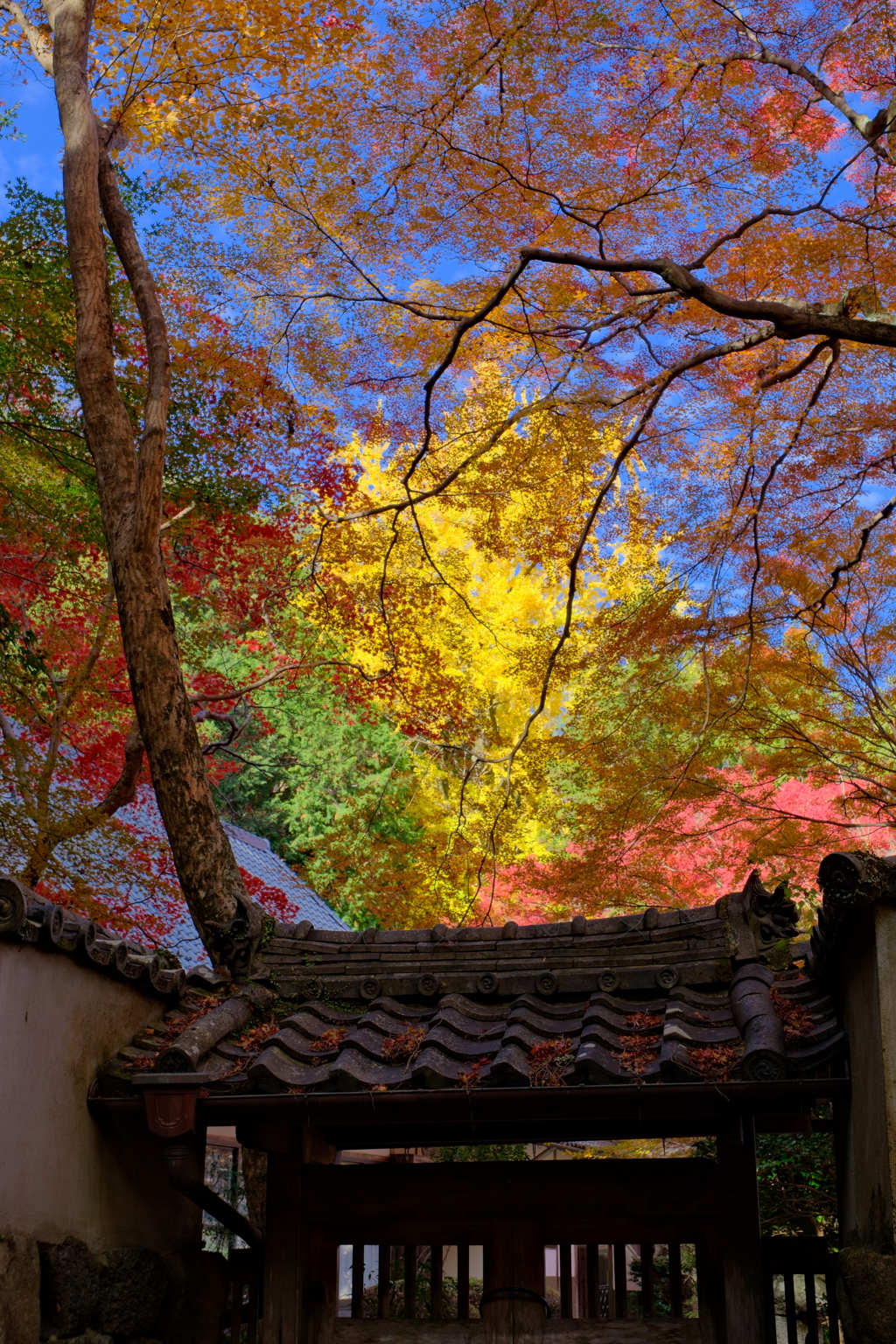 大威徳寺の紅葉