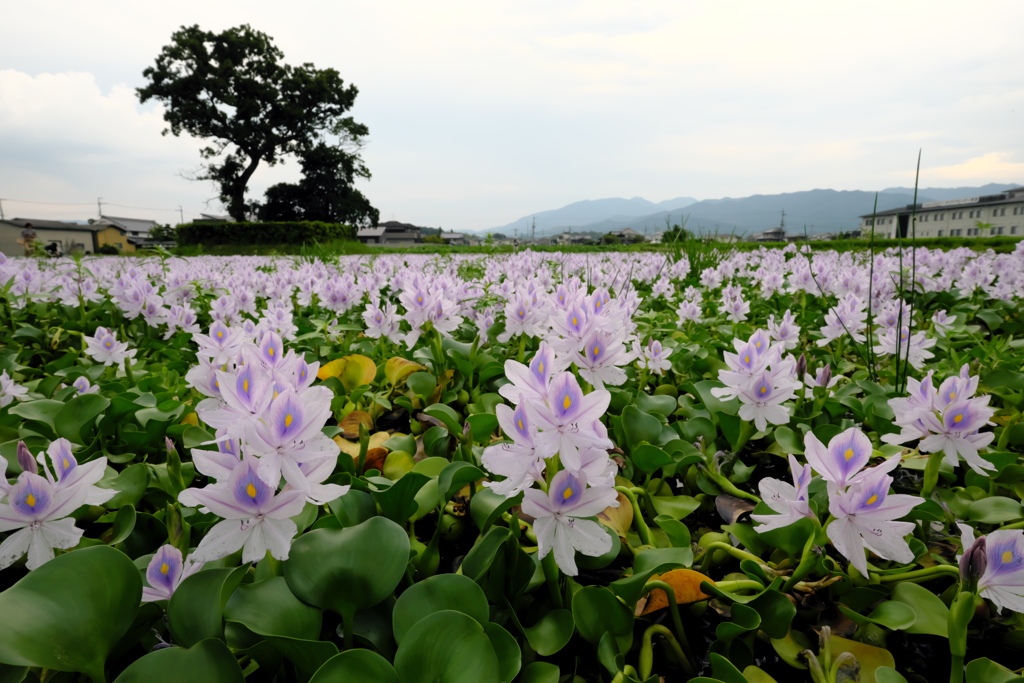 Water hyacinth