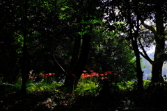 飛鳥の彼岸花