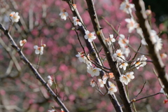 兼六園の梅林