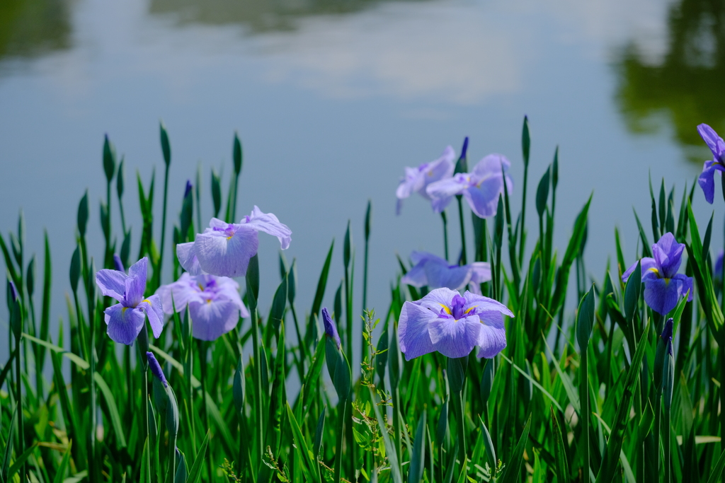 城北公園菖蒲園