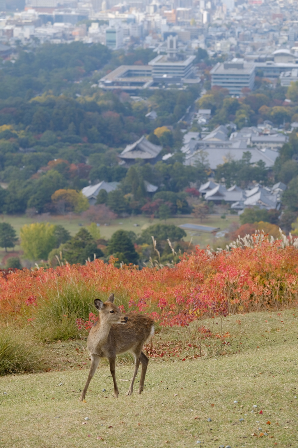 若草山の秋鹿