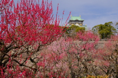 大阪城梅林