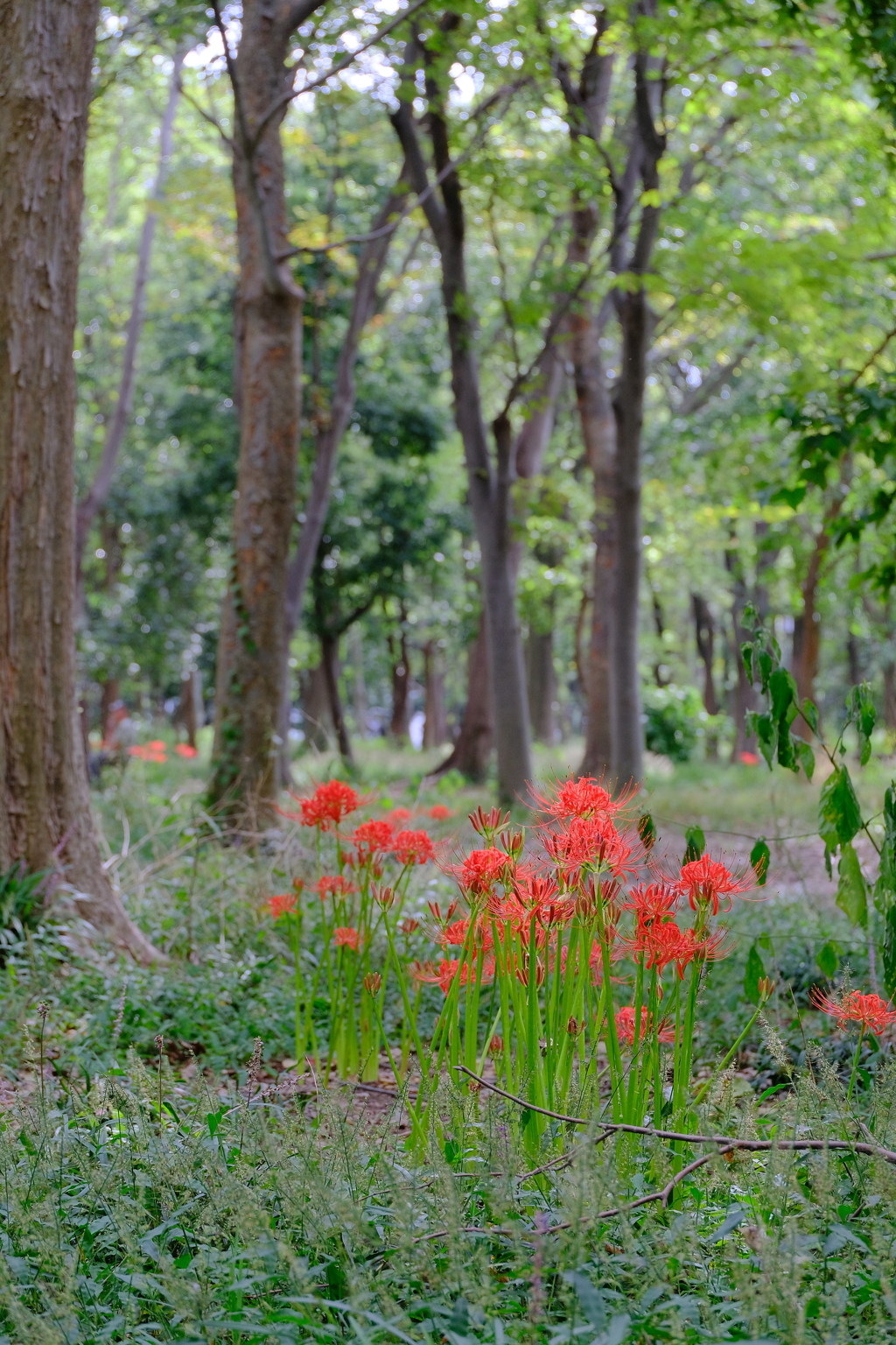 彼岸花