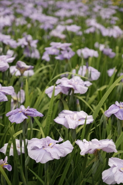 城北菖蒲園