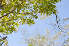 柴島浄水場桜並木通り抜け