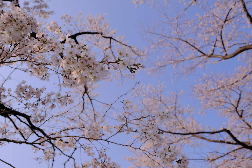 背割堤の桜