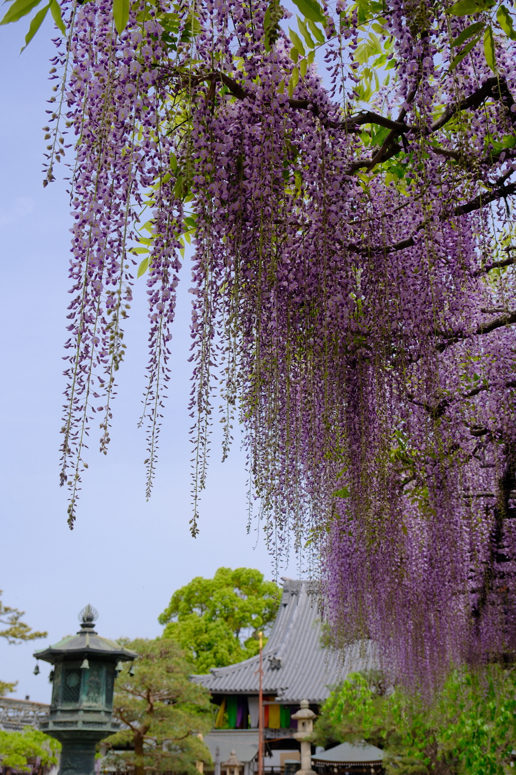 葛井寺の藤