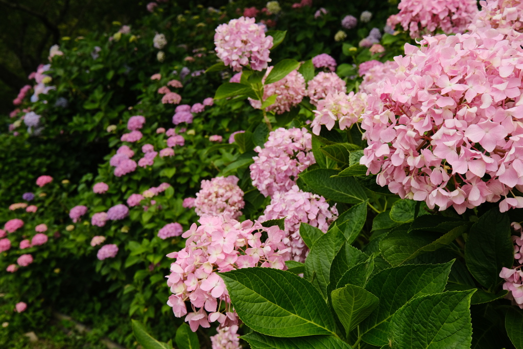紫陽花