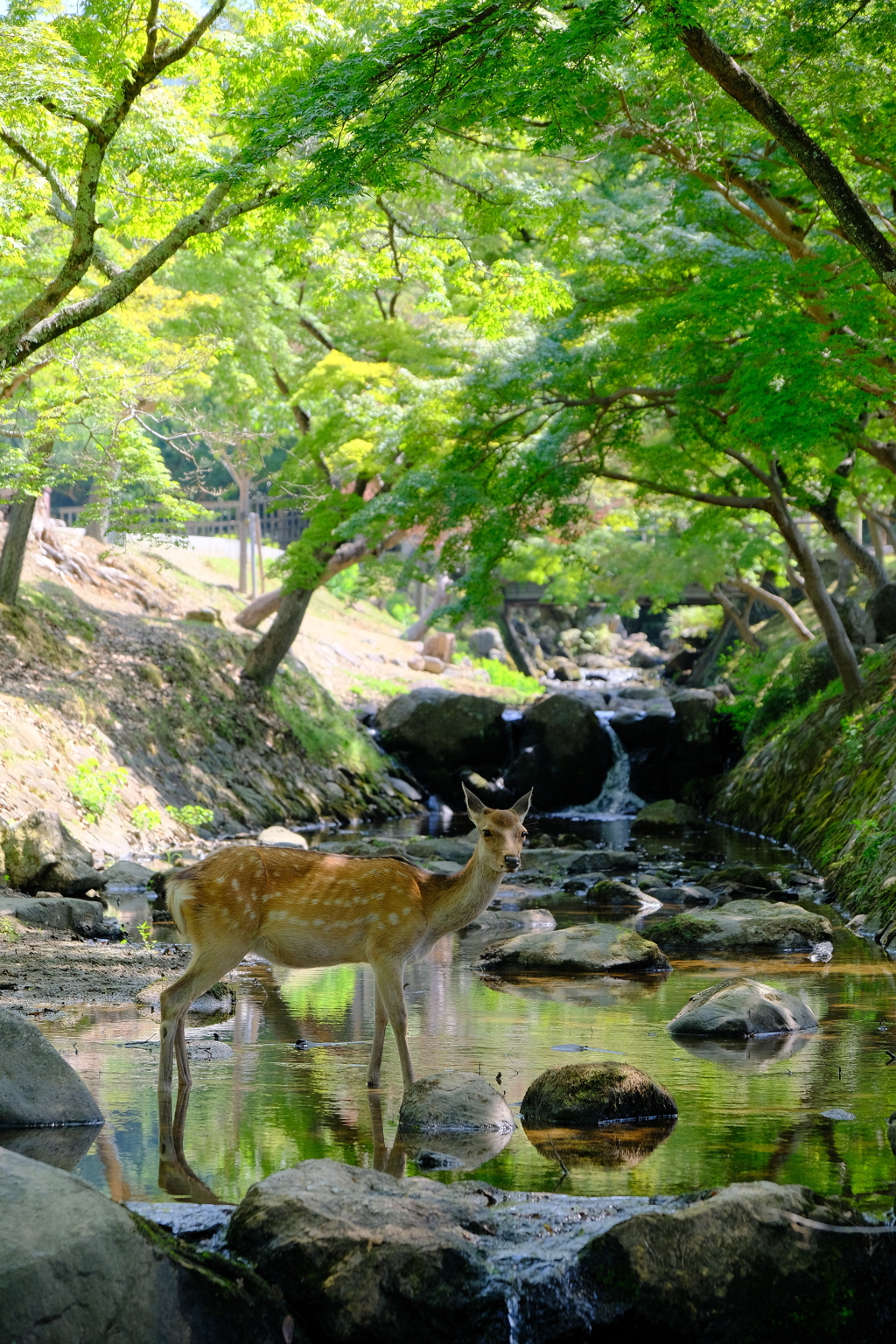 避暑鹿