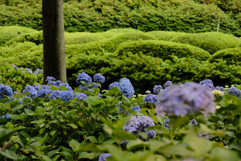 三室戸寺のアジサイ