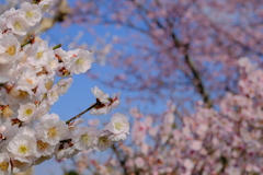 月ヶ瀬梅林