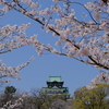 大阪城と桜