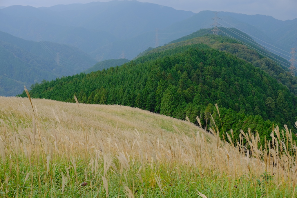 岩湧山のススキ