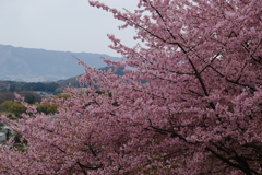 河津桜の丘
